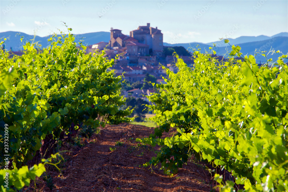 Vineyards in the Languedoc, near the village of Puissalicon