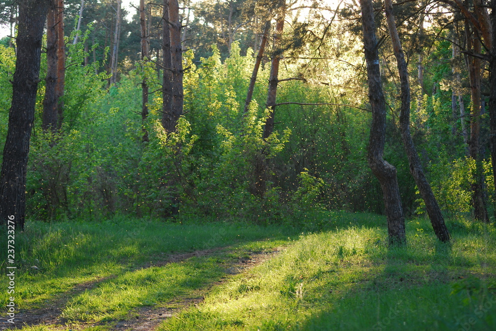 Obraz premium Beautiful morning in the forest