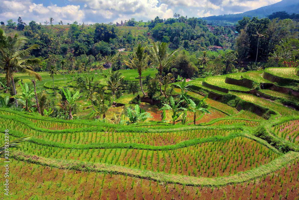 Rice terraces of Bali, Indonesia