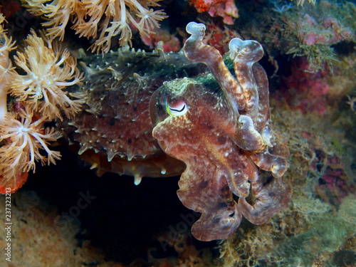 Cuttlefish © vodolaz