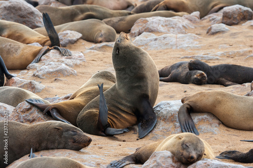 Cape fur Seal colony at Cape Cross, Namibia, breading season.