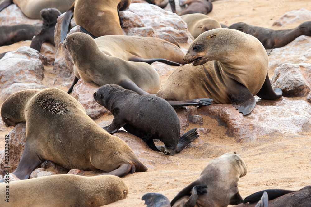 Cape fur Seal colony at Cape Cross, Namibia, breading season. Cape fur Seal colony at Cape Cross, Namibia, breading season.