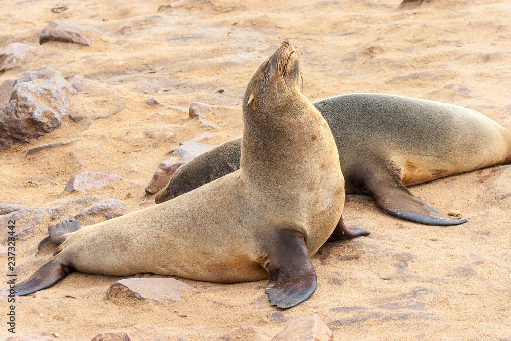 Fototapeta premium Cape fur Seal colony at Cape Cross, Namibia, breading season.