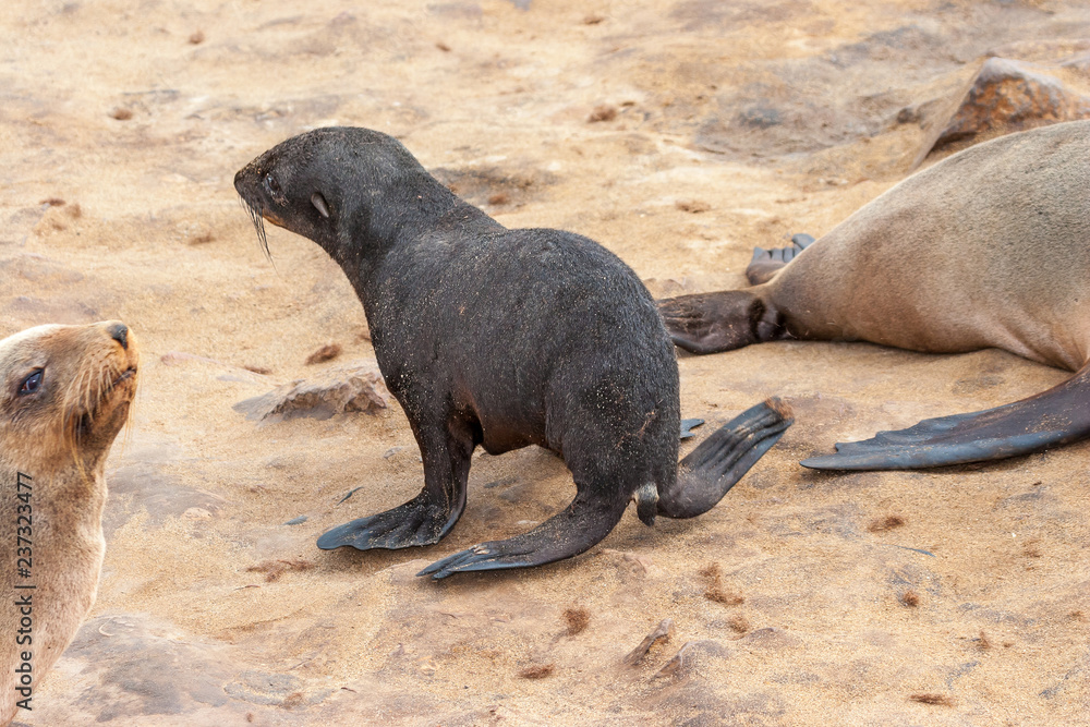 Fototapeta premium Cape fur Seal colony at Cape Cross, Namibia, breading season.