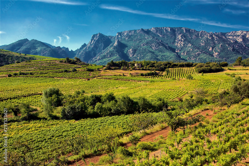 Fototapeta premium Vineyards and mountains in the Saint Chinian wine region of the Languedoc, south of France