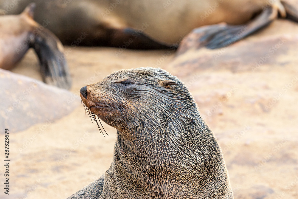 Fototapeta premium Cape fur Seal colony at Cape Cross, Namibia, breading season.