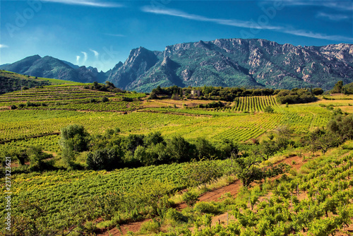 Vineyards and mountains in the Saint Chinian wine region of the Languedoc, south of France photo