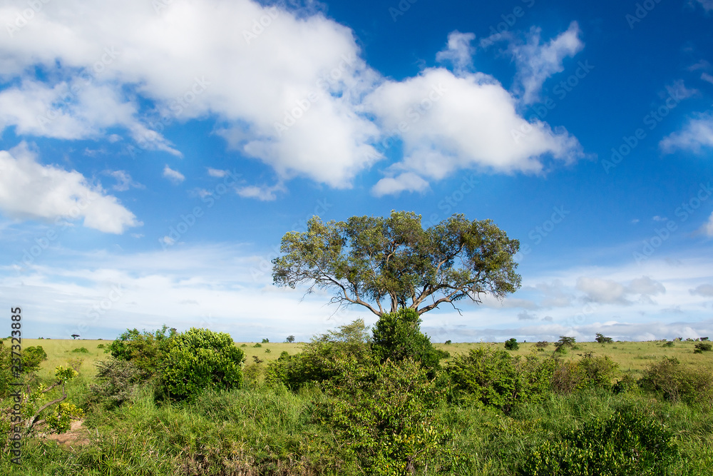 Single acacia tree in the african savannah Single acacia tree in the african savannah