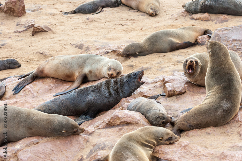 Cape fur Seal colony at Cape Cross, Namibia, breading season. Cape fur Seal colony at Cape Cross, Namibia, breading season.