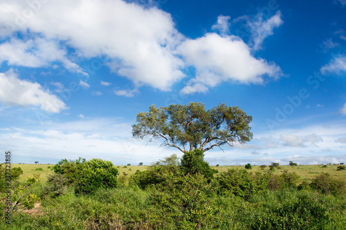 Single acacia tree in the african savannah