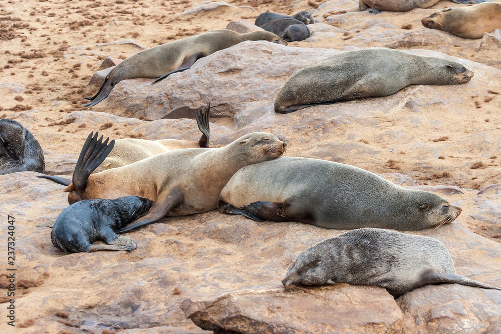 Fototapeta premium Cape fur Seal colony at Cape Cross, Namibia, breading season.