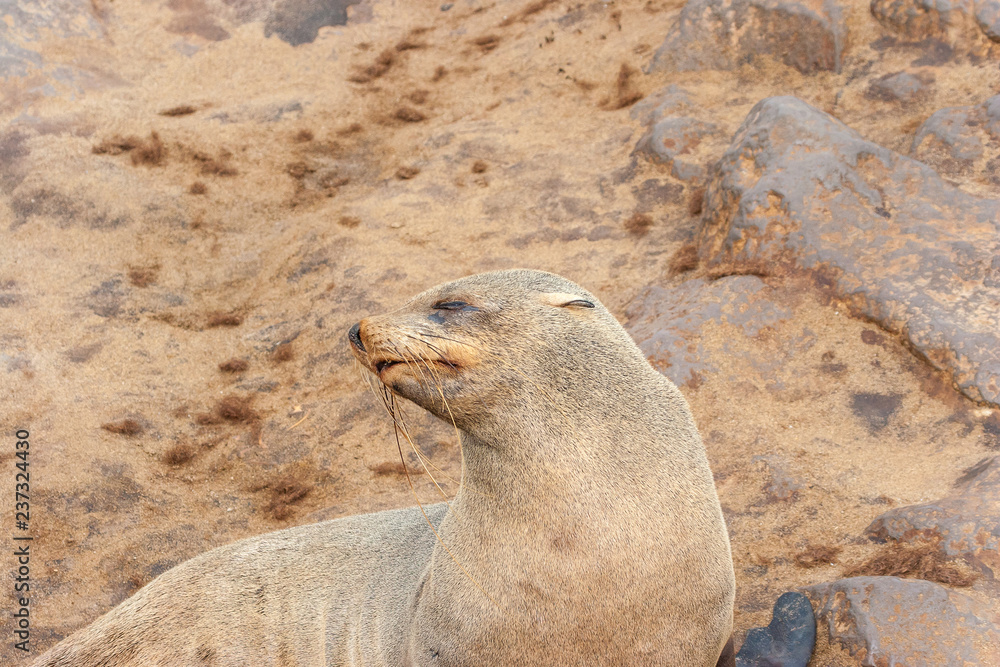 Fototapeta premium Cape fur Seal colony at Cape Cross, Namibia, breading season.