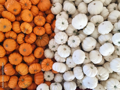 Pumpkins (white and orange)  photo