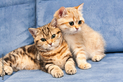 Two cute Golden British kittens with green eyes sit together on a blue sofa, one kitten hugs the other with his paw.