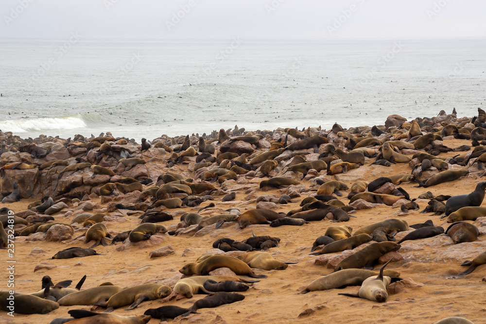 Cape fur Seal colony at Cape Cross, Namibia, breading season.
