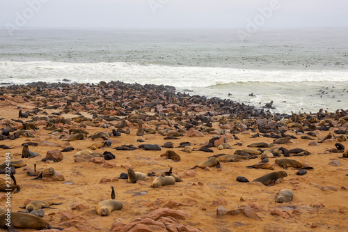 Cape fur Seal colony at Cape Cross  Namibia  breading season.