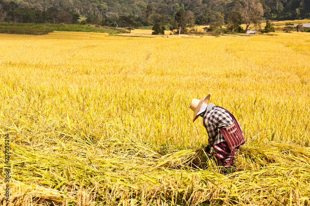 farmer harvesting rice in rice field farmer harvesting rice in rice field