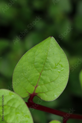 Ceylon spinach at garden
