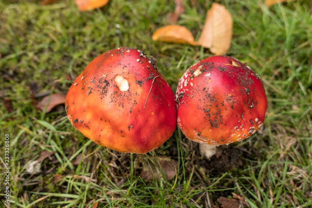 mushrooms with smooth red cap on the green grassy ground mushrooms with smooth red cap on the green grassy ground