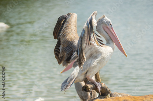 White Pelican , Pelecanus onocrotalus, also known as the Eastern White Pelican, Rosy Pelican is a bird in the pelican family