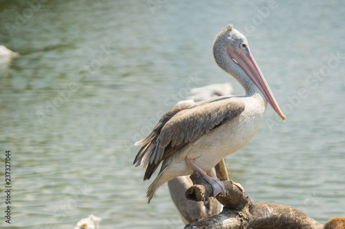 White Pelican , Pelecanus onocrotalus, also known as the Eastern White Pelican, Rosy Pelican is a bird in the pelican family