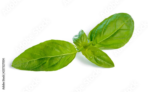 Basil leaves isolated on white background close up