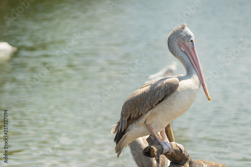White Pelican , Pelecanus onocrotalus, also known as the Eastern White Pelican, Rosy Pelican is a bird in the pelican family