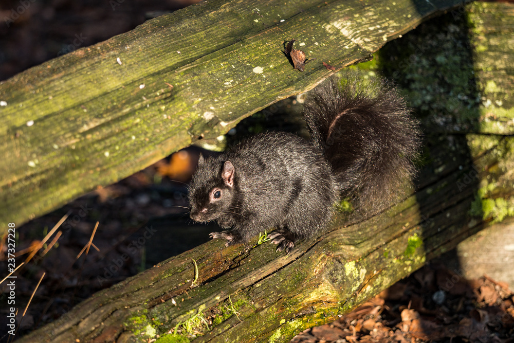 cute black squirrel sitting on the wooden fence on cold winter morning under the sun cute black squirrel sitting on the wooden fence on cold winter morning under the sun
