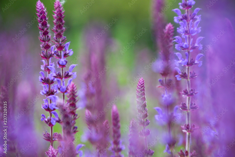Fototapeta premium Lavender