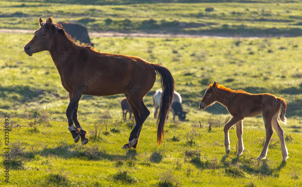Horses graze in the steppe of Kazakhstan in spring Horses graze in the steppe of Kazakhstan in spring