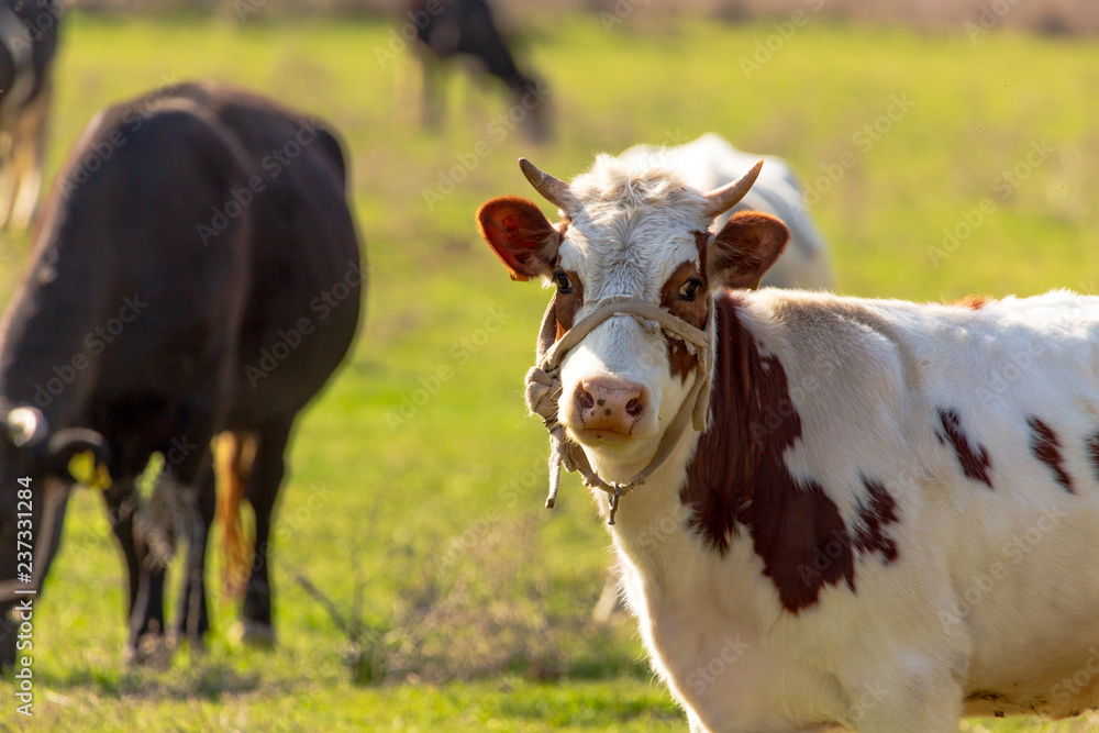 Herd of cows grazing in the hills in the spring