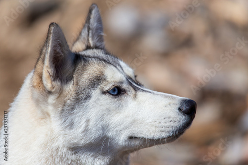 Portrait of a husky dog in nature