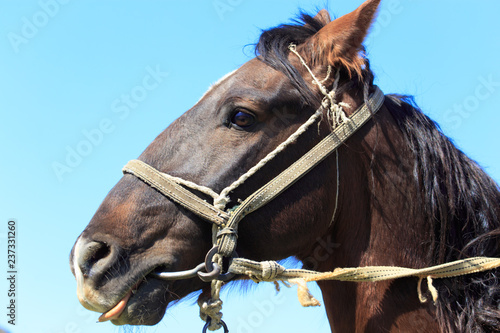 Portrait of a horse in the spring steppe