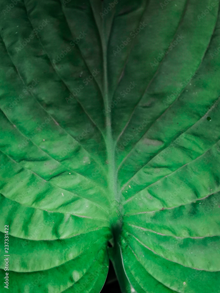 texture of leaf