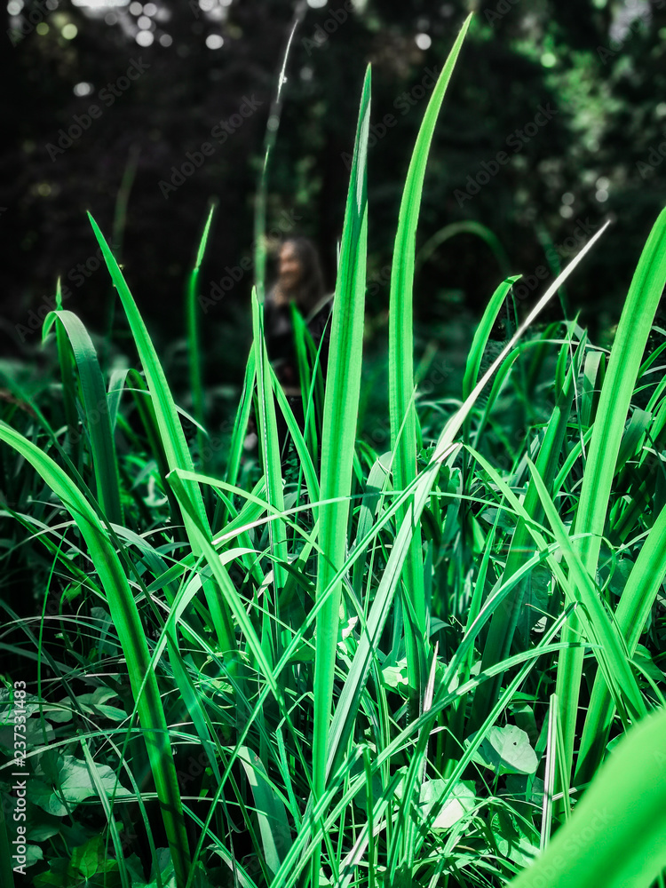 dew on grass