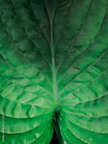 Obraz na płótnie texture of leaf w salonie