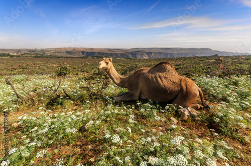 Beautiful camel in the spring