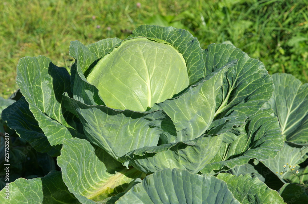 Cabbage in the vegetable garden Cabbage in the vegetable garden