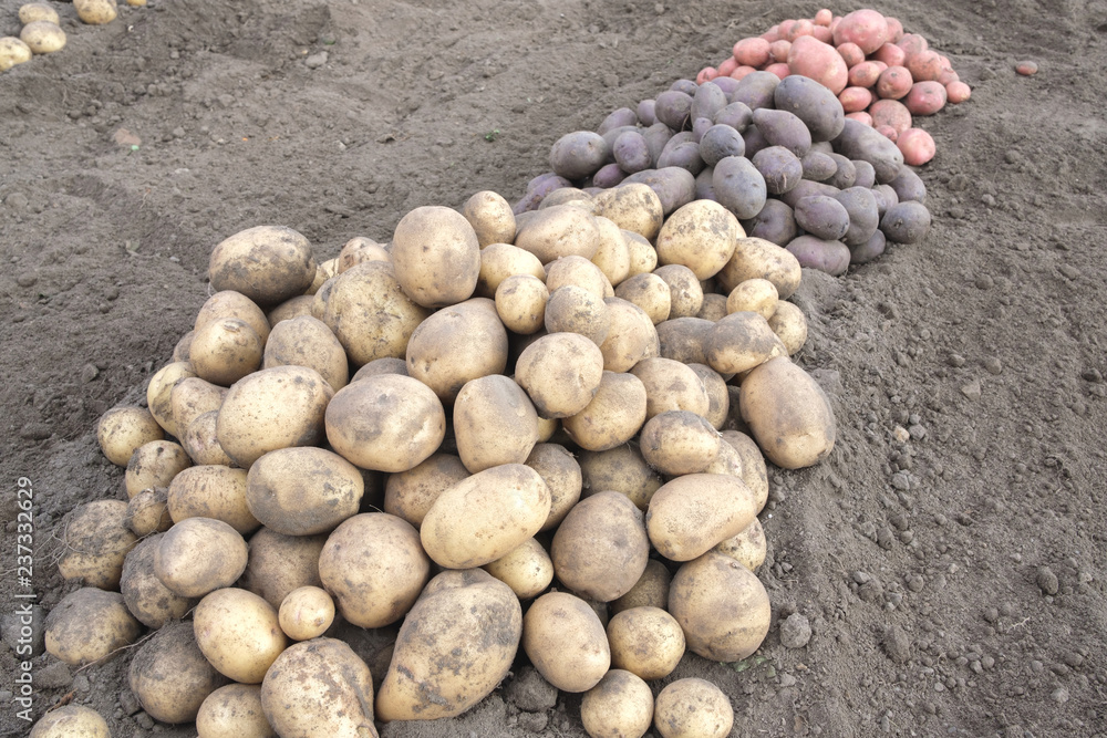 leaving in the center of the frame a row of potatoes of different color, in the foreground white then black and pink leaving in the center of the frame a row of potatoes of different color, in the foreground white then black and pink