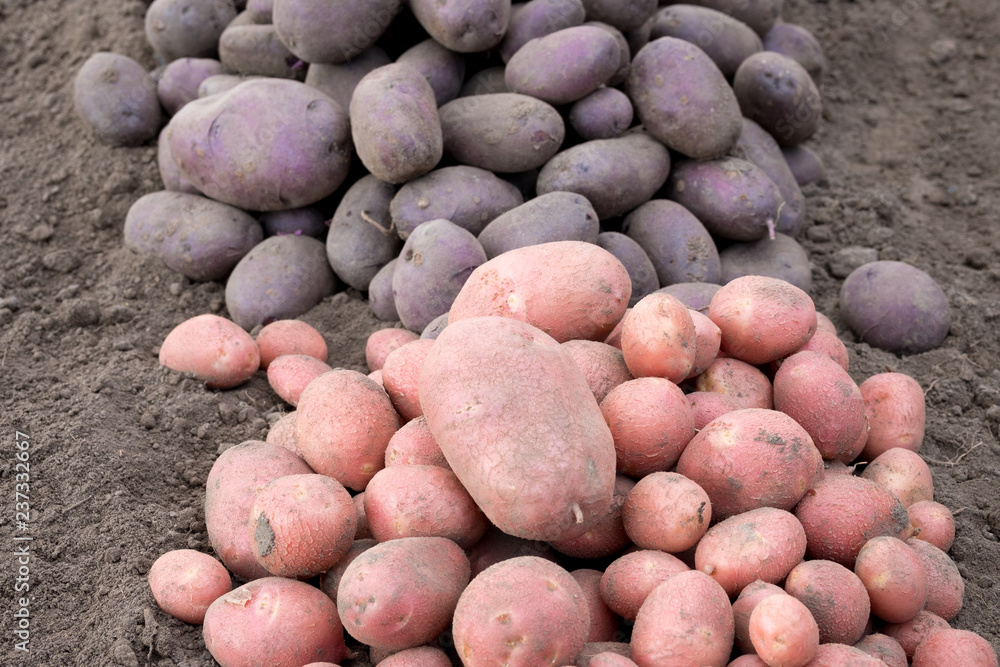 pink potatoes and black are on the ground pink potatoes and black are on the ground