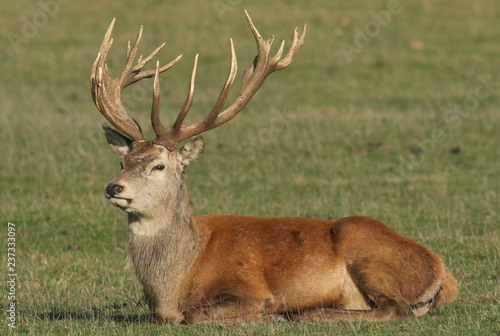 A large Red Deer  Cervus elaphus  resting in a meadow during rutting season. 