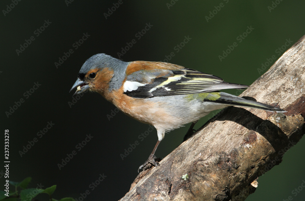 A stunning male Chaffinch (Fringilla coelebs) perching on a branch of a tree in woodland. A stunning male Chaffinch (Fringilla coelebs) perching on a branch of a tree in woodland.