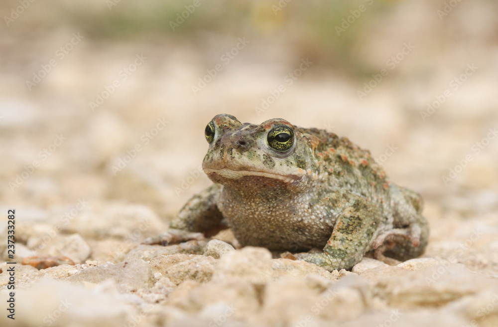 A magnificent Natterjack Toad (Bufo Epidalea calamita). A very rare Amphibian in the U.K. A magnificent Natterjack Toad (Bufo Epidalea calamita). A very rare Amphibian in the U.K.