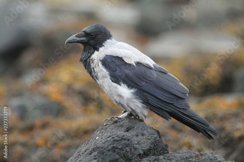 A Hooded Crow (Corvus cornix) standing on a rock at the edge of the sea.