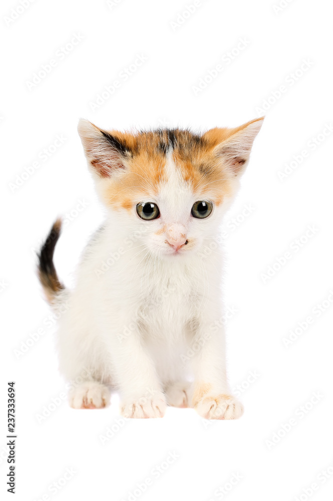 Studio shot of an adorable two months old calico kitten, looking curiously, isolated on white background