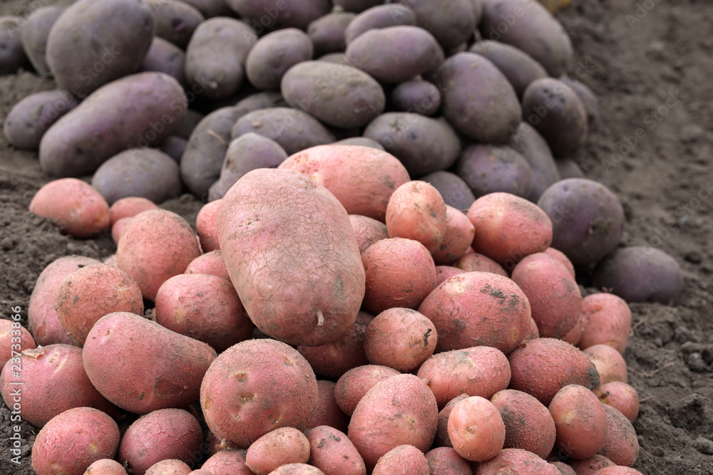 in the foreground, red potatoes in the background are black, everywhere the ground in the foreground, red potatoes in the background are black, everywhere the ground