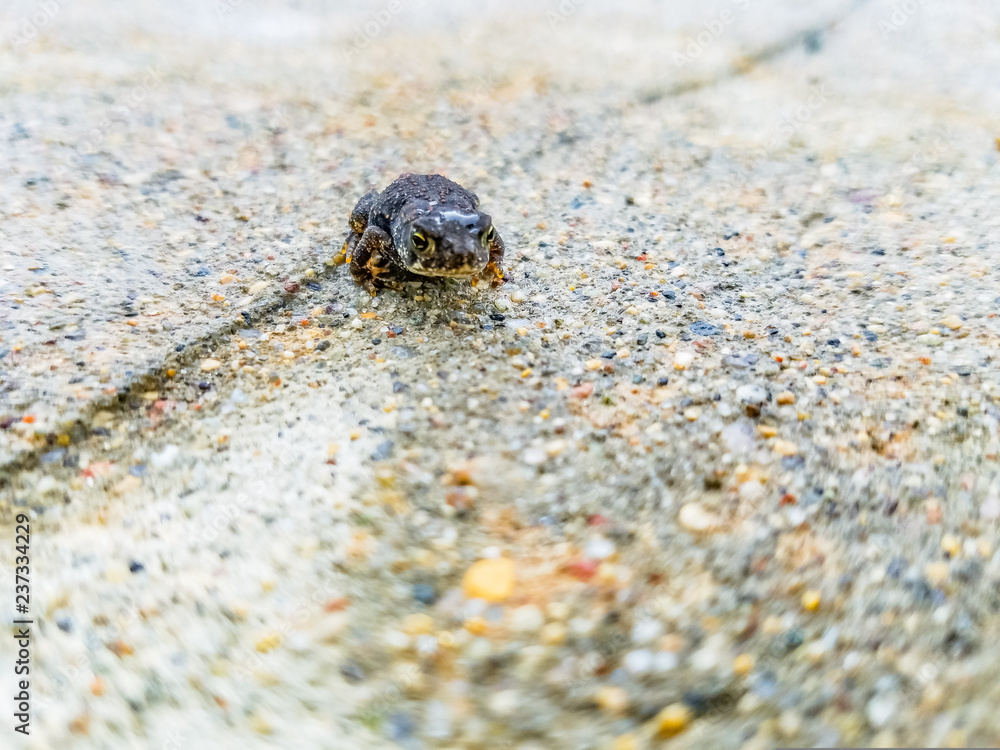 Tiny Toad Tiny Toad