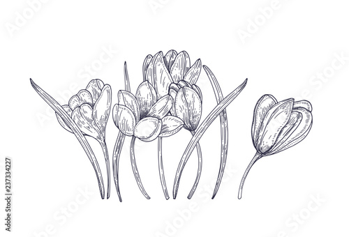Blooming spring crocus flowers isolated on white background