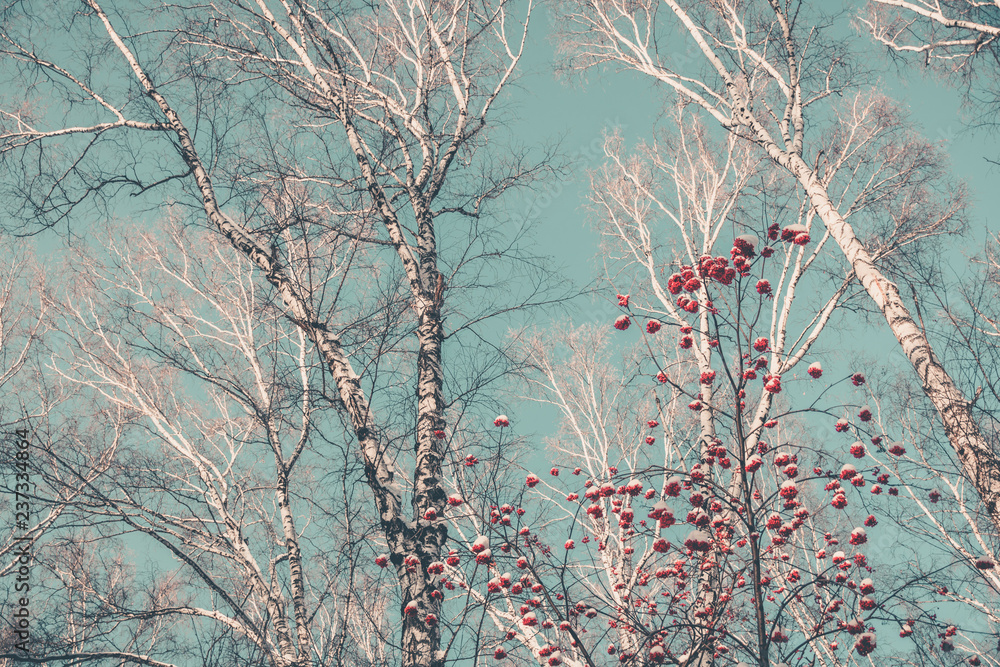Rowan and birch against the blue sky Rowan and birch against the blue sky