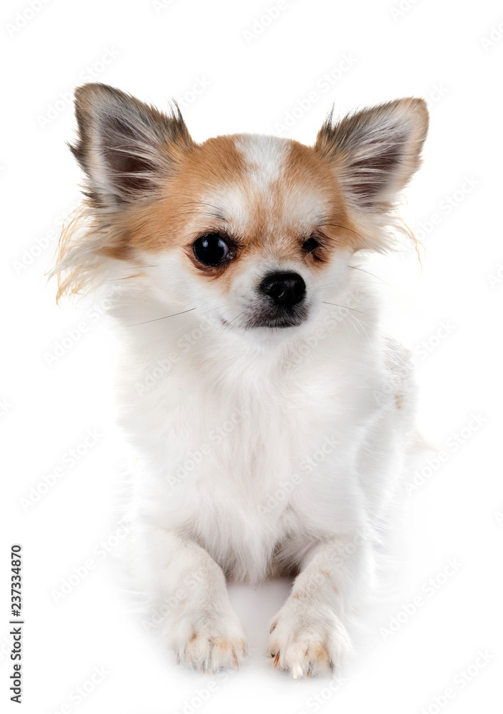 one-eyed chihuahua in studio